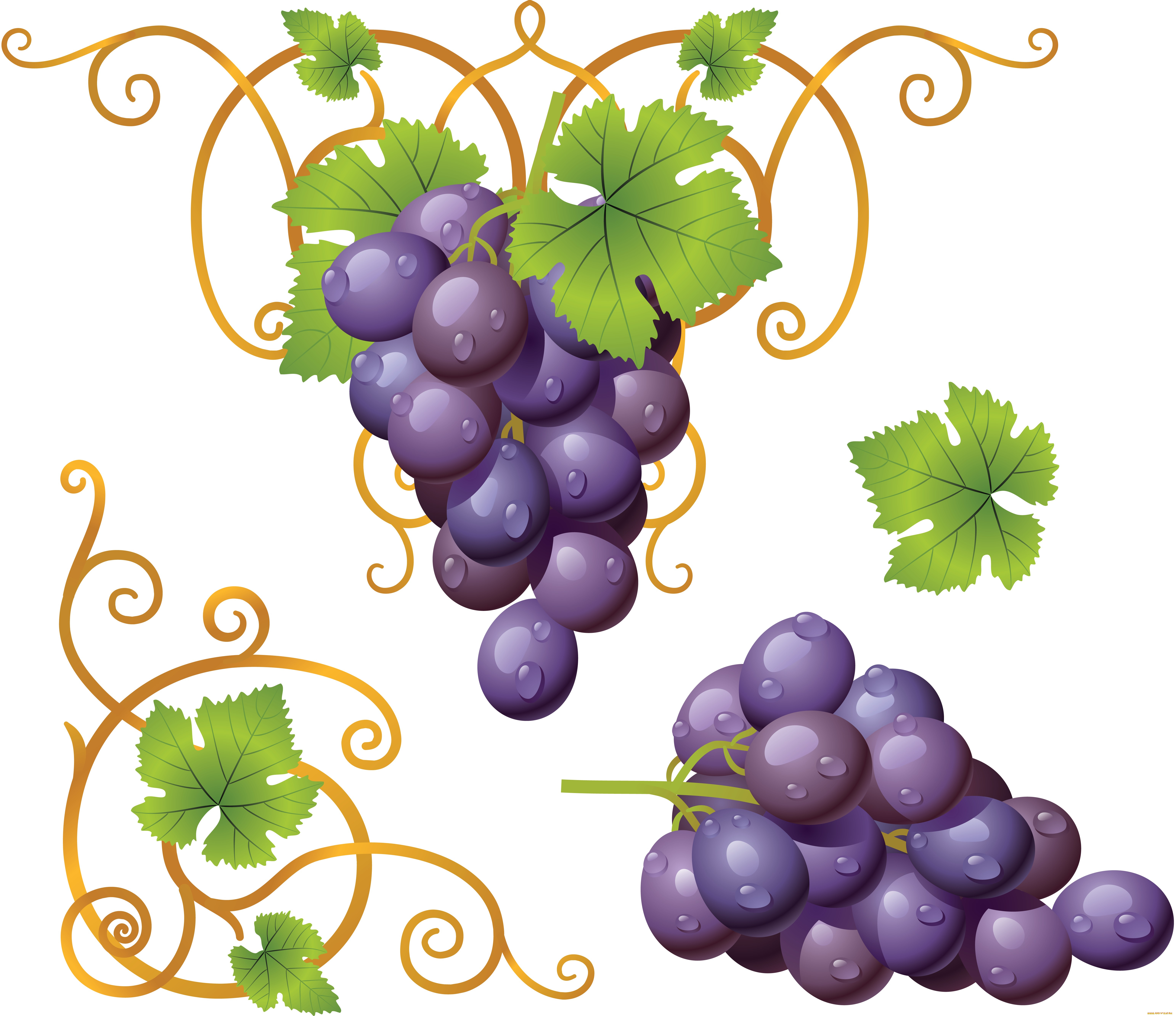 Виноградная лоза с гроздью винограда